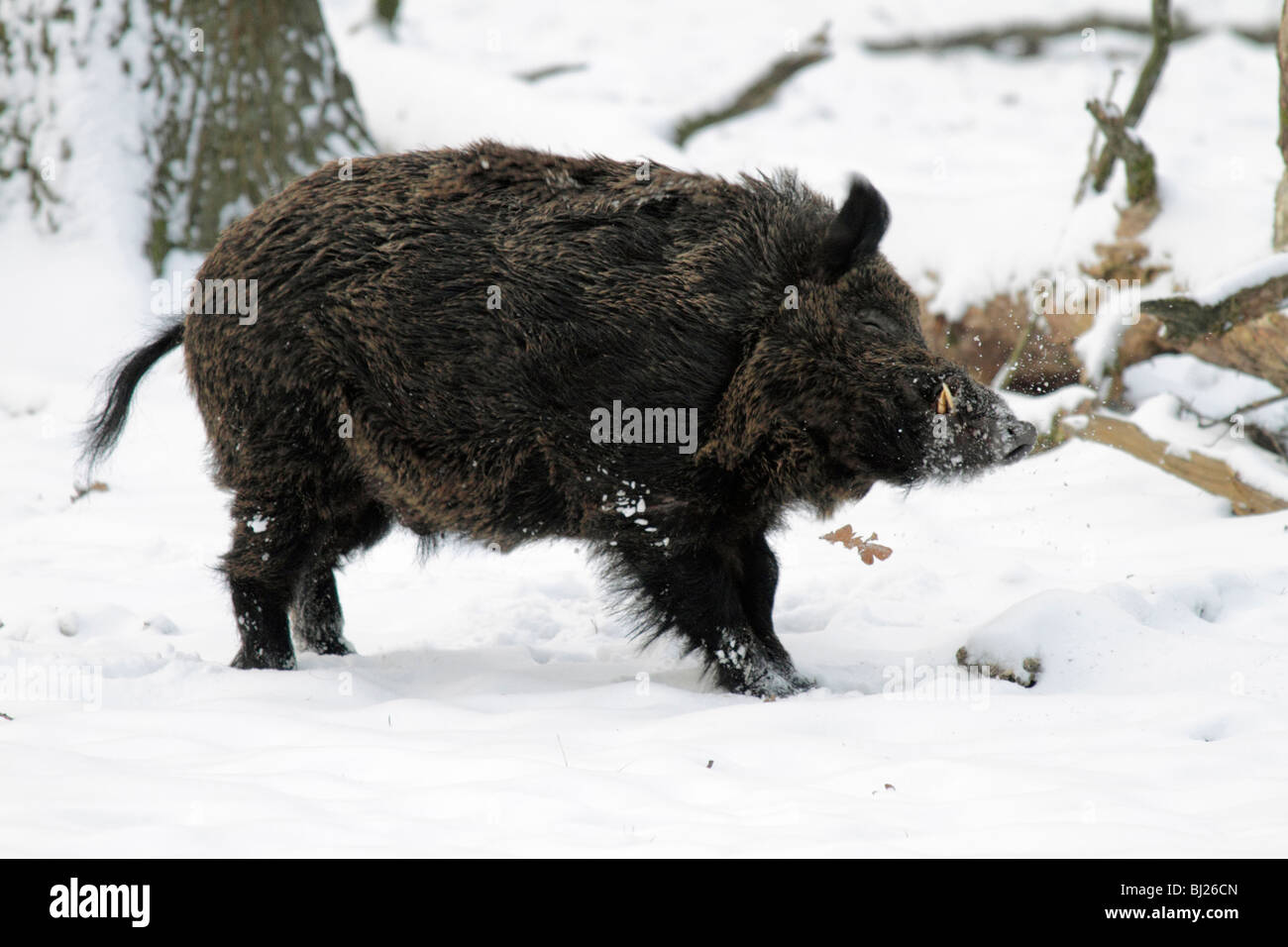 Sanglier, Sus Scrofa, secouant elle-même dans la forêt couverte de neige, Allemagne Banque D'Images