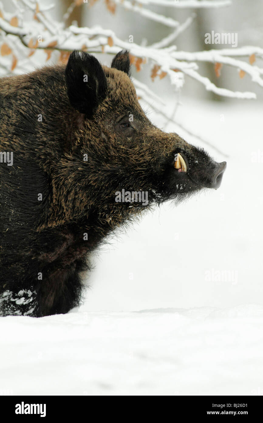 Sanglier, Sus Scrofa, alerte, montrant défenses, dans la forêt couverte de neige, Allemagne Banque D'Images