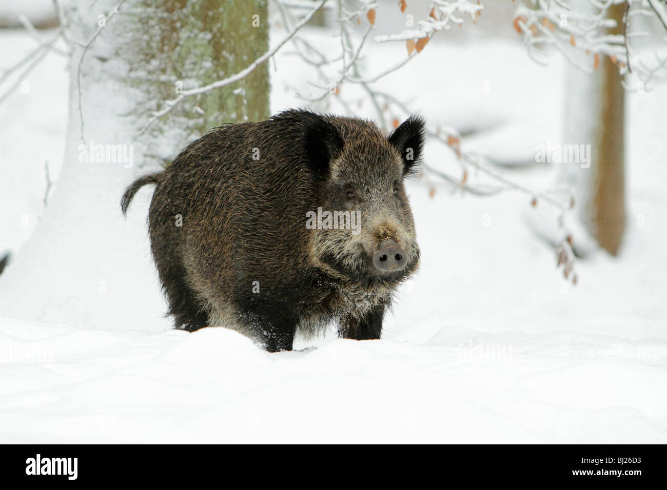 Sanglier, Sus Scrofa, semer dans la forêt couverte de neige, Allemagne Banque D'Images