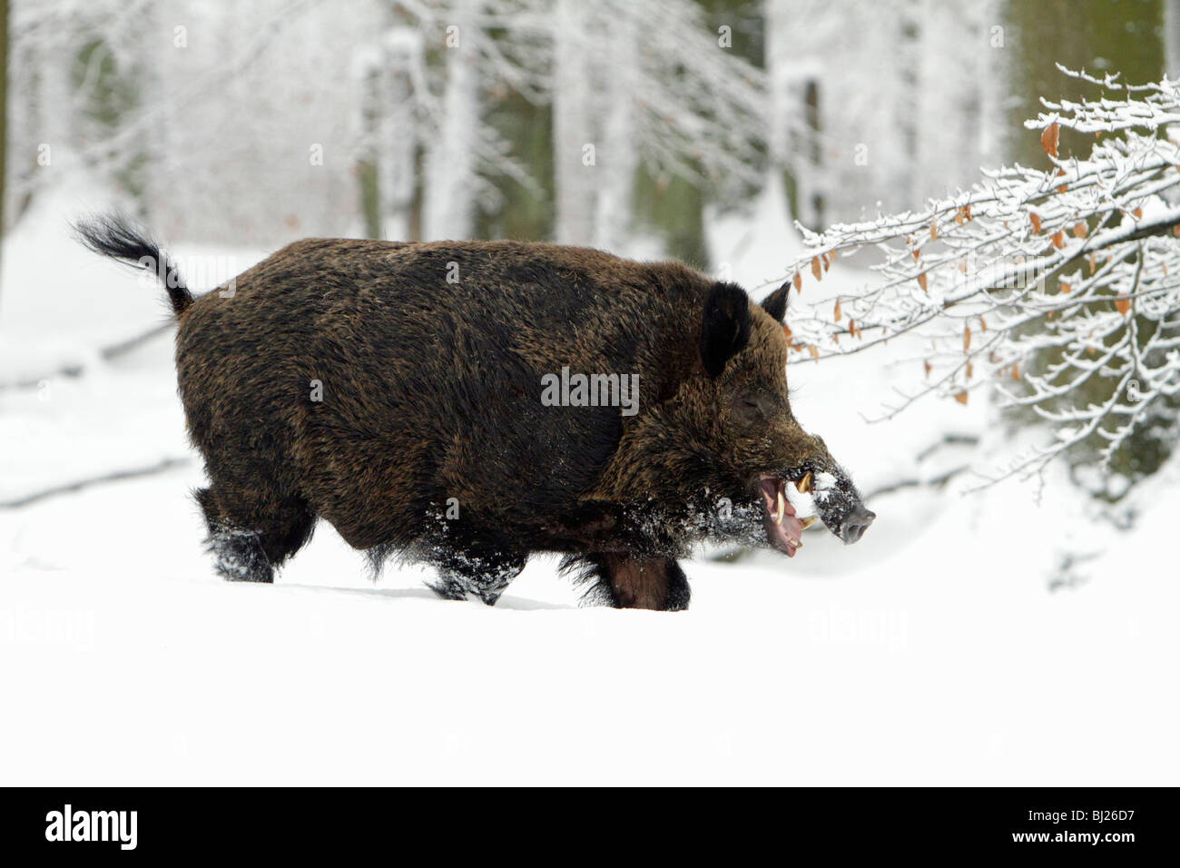 Sanglier, Sus Scrofa, trottant à travers la forêt couverte de neige, montrant défenses, Allemagne Banque D'Images