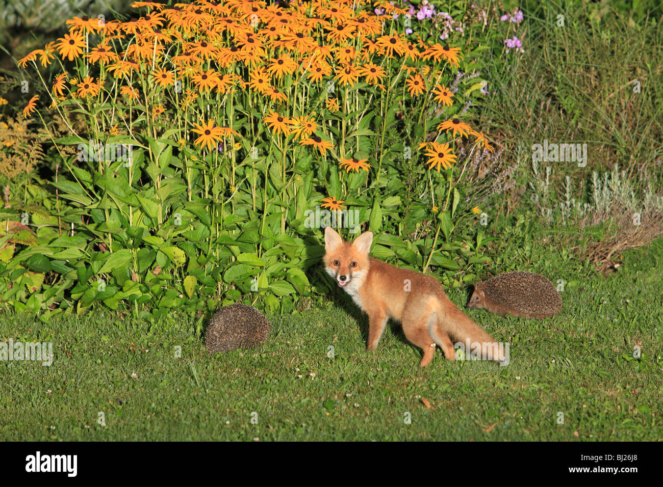 European Red Fox (Vulpes vulpes), Cub dans jardin avec le hérisson (Erinaceus europaeus), Hessen, Allemagne Banque D'Images