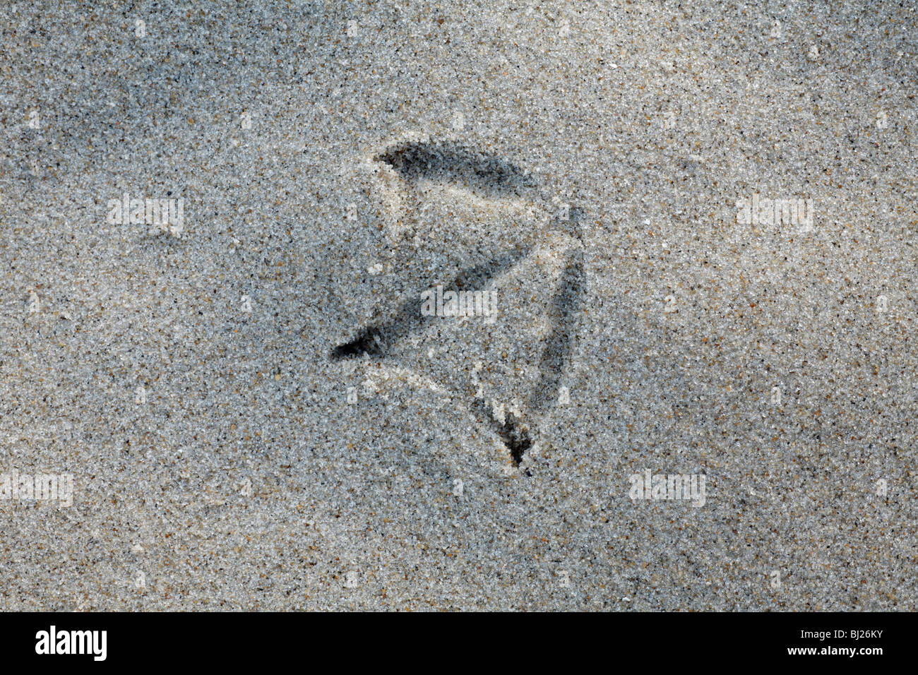 Empreinte dans le sable, Seagull île de Texel, Hollande Banque D'Images