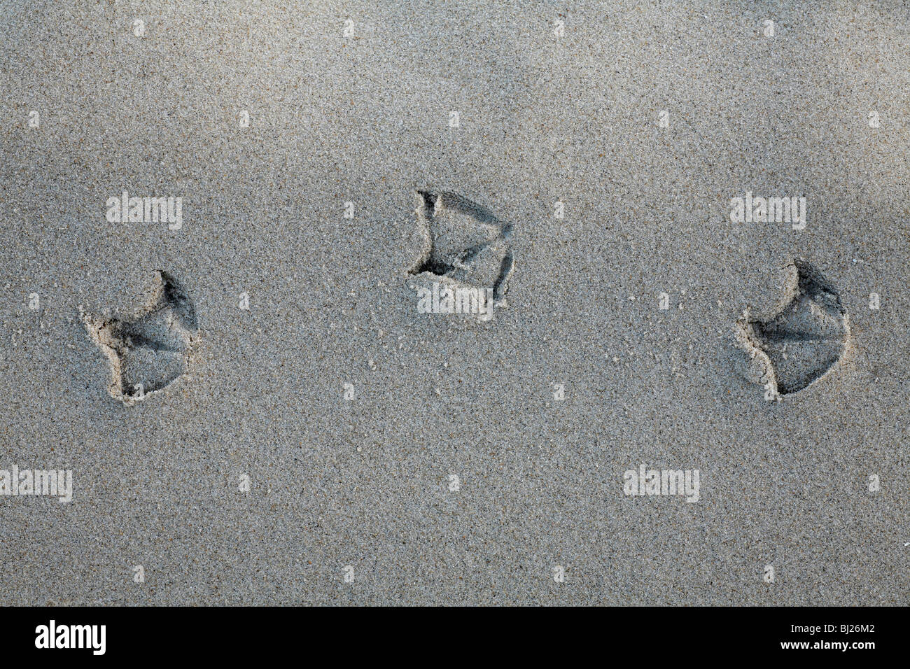 Sea Gull empreintes de pieds dans le sable, l'île de Texel, Hollande Banque D'Images