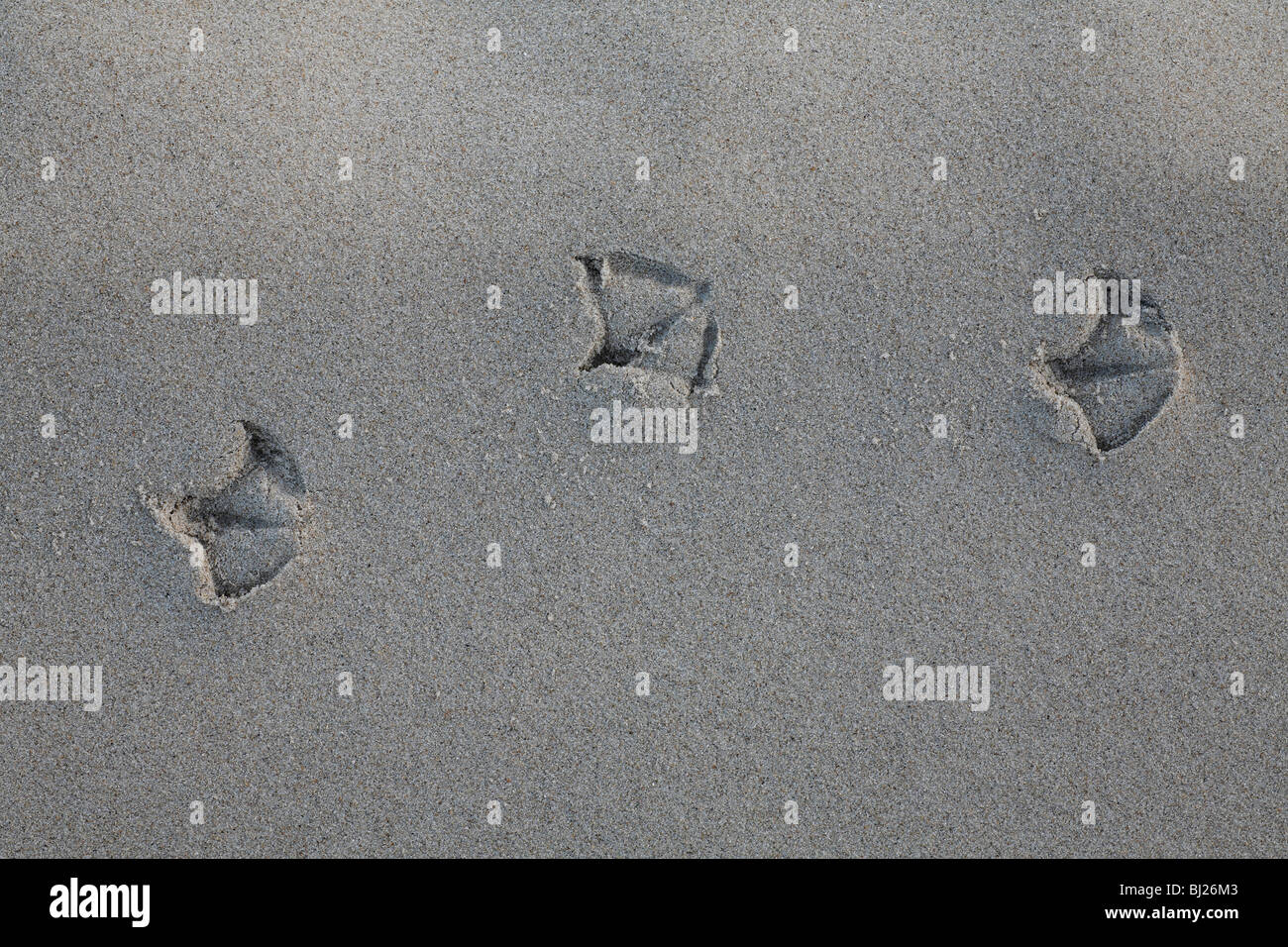 Sea Gull empreintes de pieds dans le sable, l'île de Texel, Hollande Banque D'Images