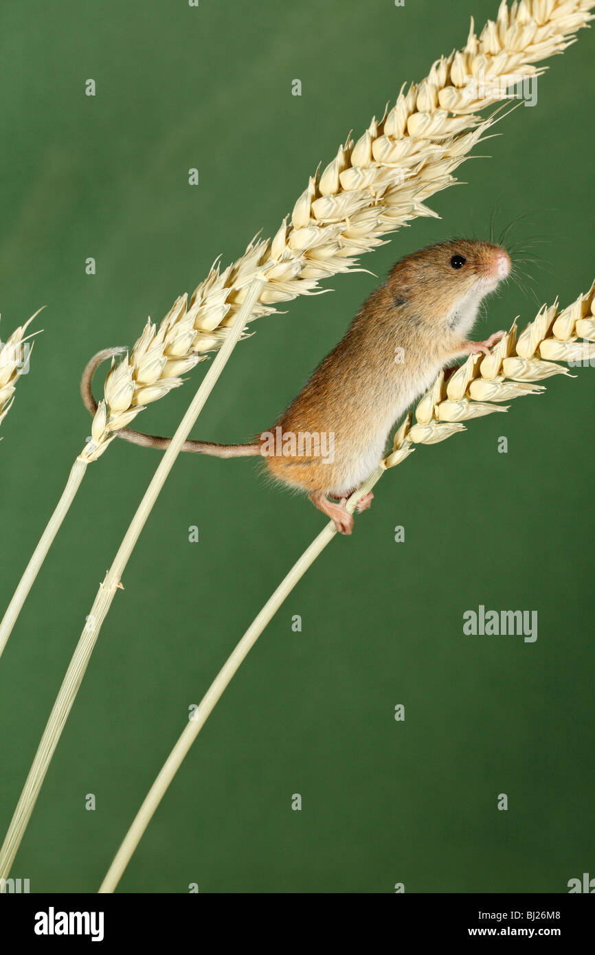 Micromys minutus (souris) - escalade à l'aide de queue préhensile, entre les tiges du blé Banque D'Images