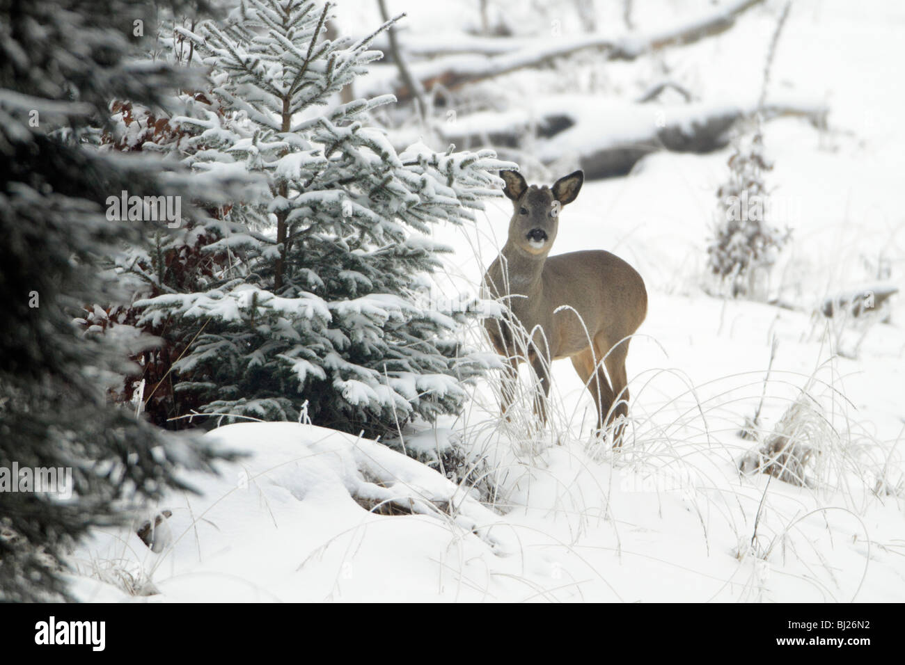 Chevreuil, Capreolus capreolus, au bord de la forêt en hiver, Basse-Saxe, Allemagne Banque D'Images