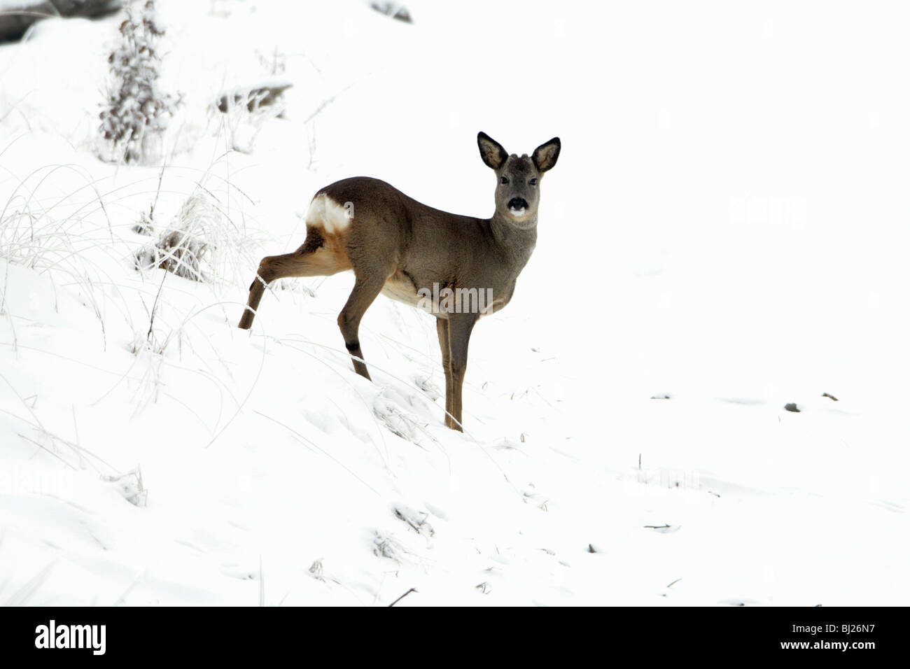 Chevreuil, Capreolus capreolus, en hiver, Basse-Saxe, Allemagne Banque D'Images