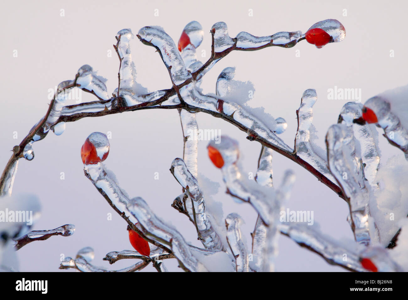 Wild rose recouvert de glace avec la direction générale d'églantier, en hiver, Allemagne Banque D'Images