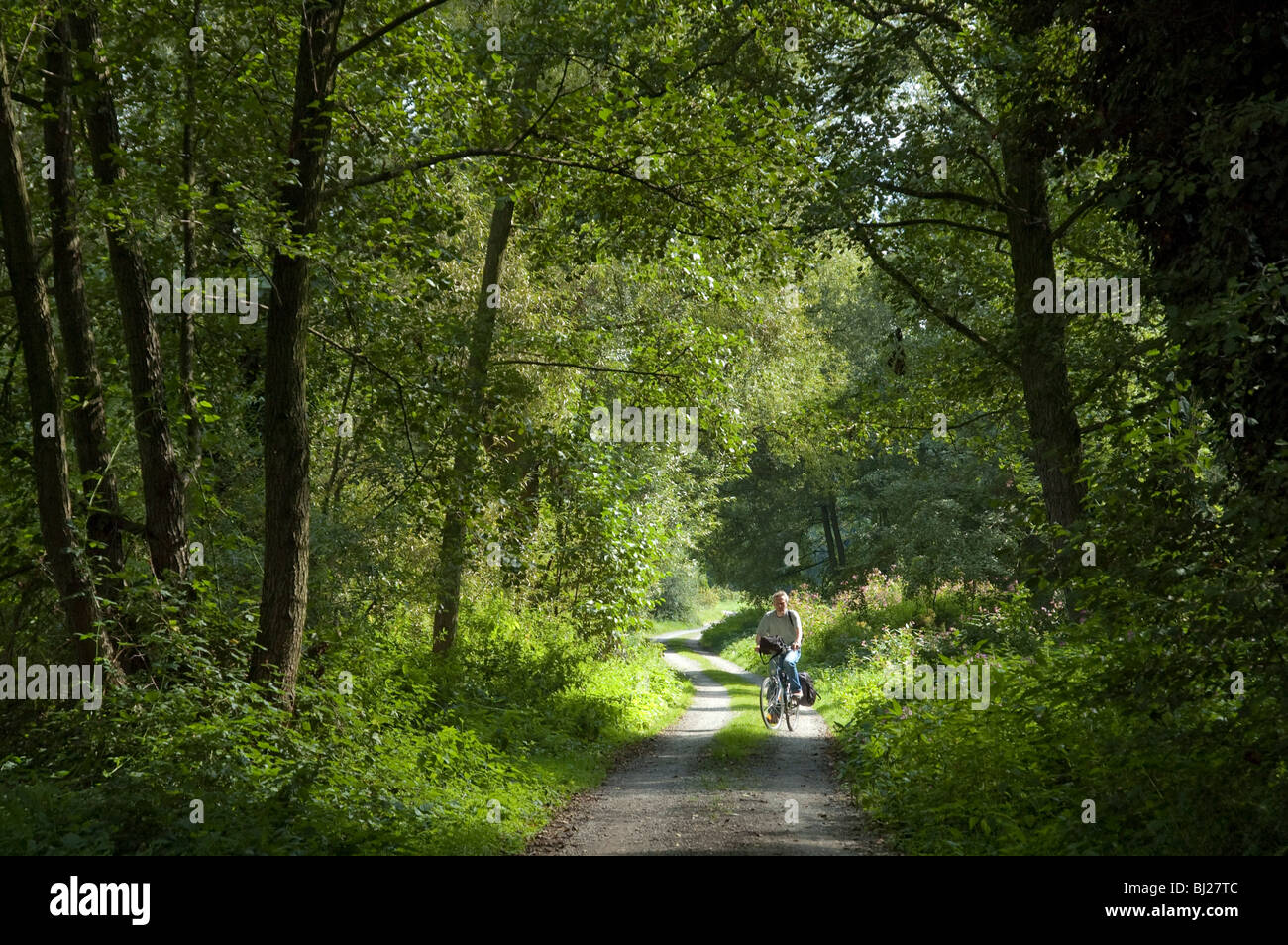 Forêt près du Main, à proximité de Aschaffenburg, Bavière, Allemagne Banque D'Images