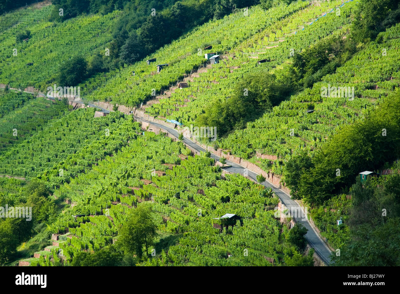 Weinberg bei Klingenberg am Main, Bayern, Deutschland | vignes près de Klingenberg sur Main, Bavière, Allemagne Banque D'Images