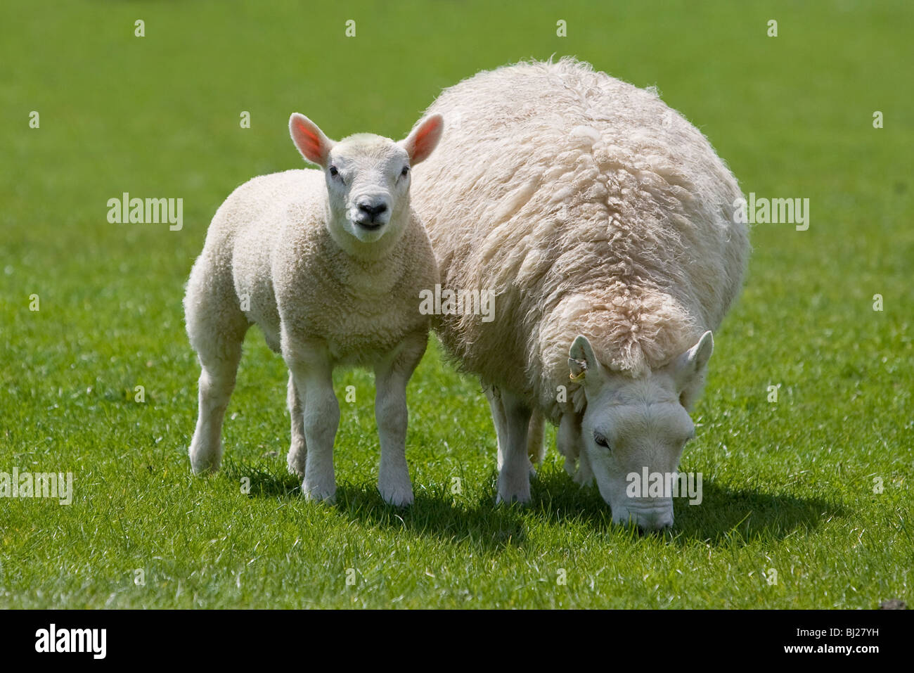Bien cultivé Betex x agneau Cheviot avec ewe . Banque D'Images