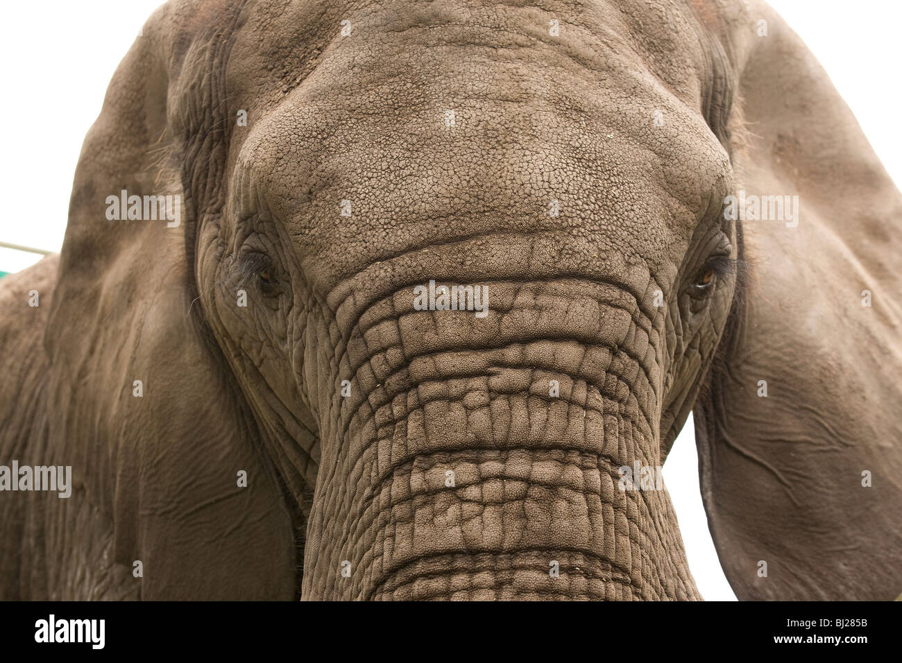 Éléphant qui a été utilisée dans le film Sheena reine de la jungle se trouvent maintenant à la Virginia Zoo de Norfolk, Virginie. Banque D'Images