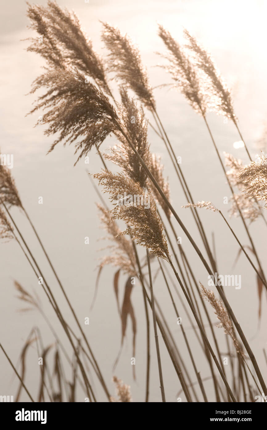 Eau soleil roseaux Banque D'Images