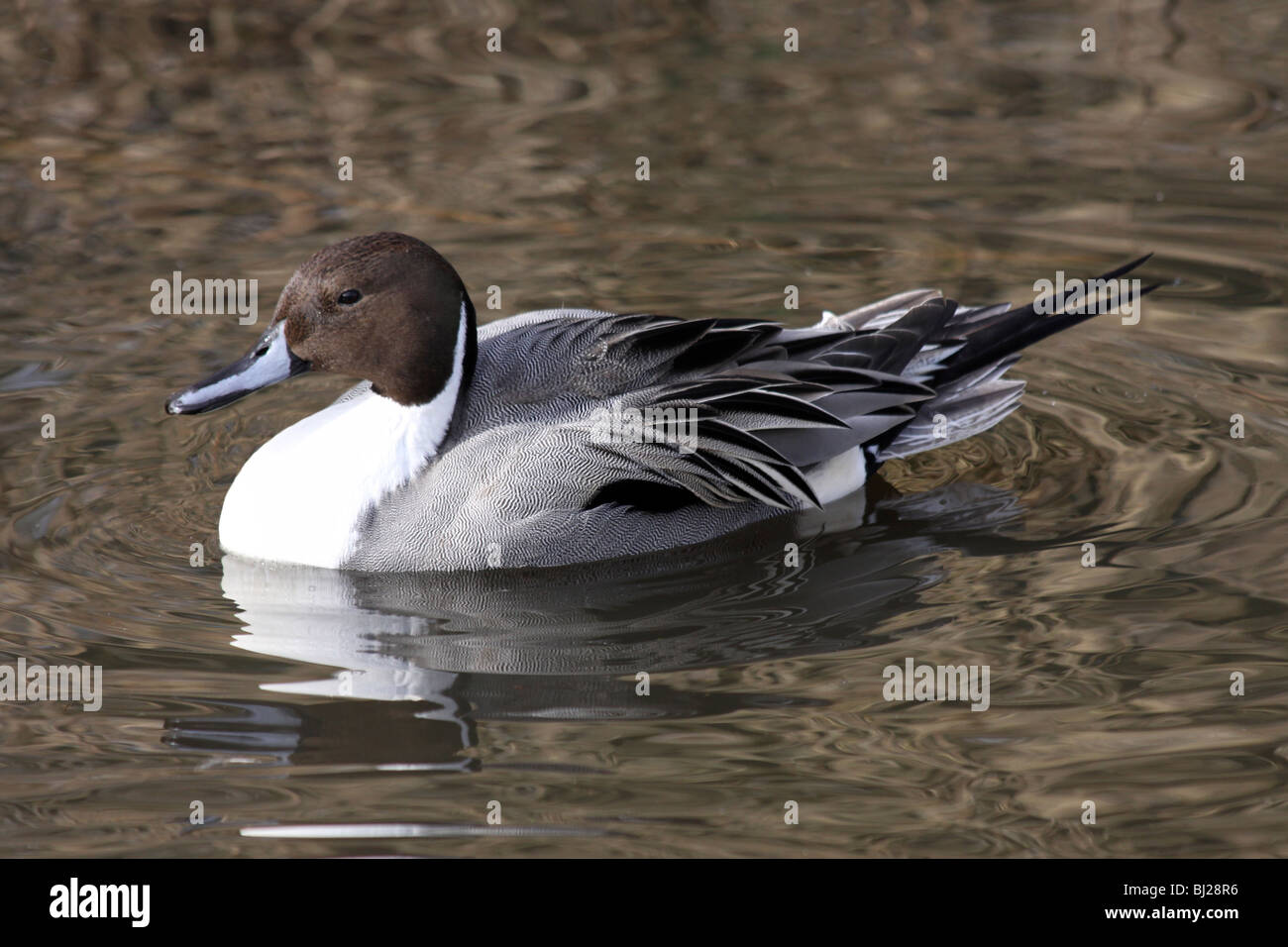 Le Canard pilet Anas acuta homme nager à Martin simple WWT, Lancashire UK Banque D'Images