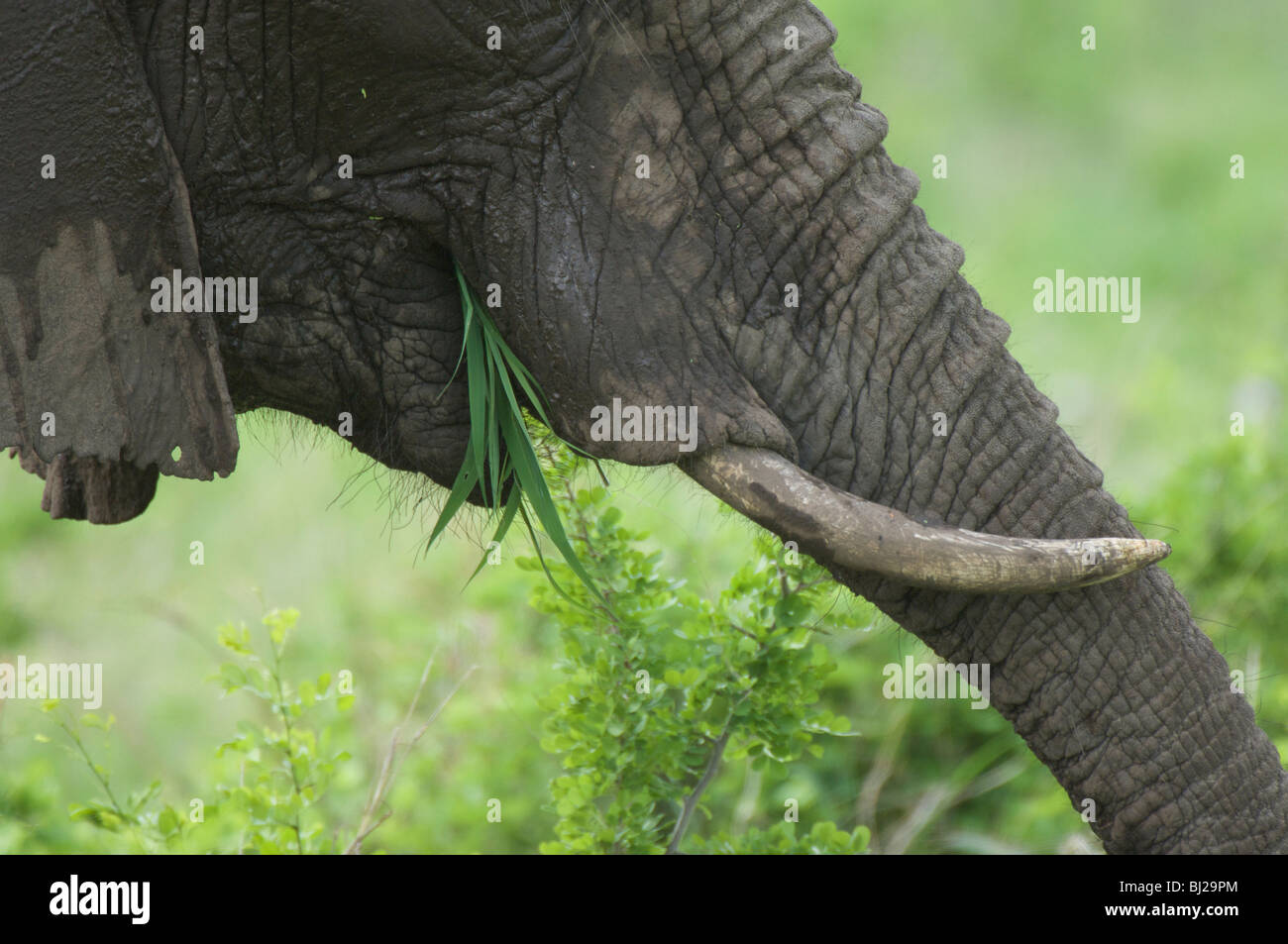 Mange de l'herbe de l'éléphant Banque D'Images