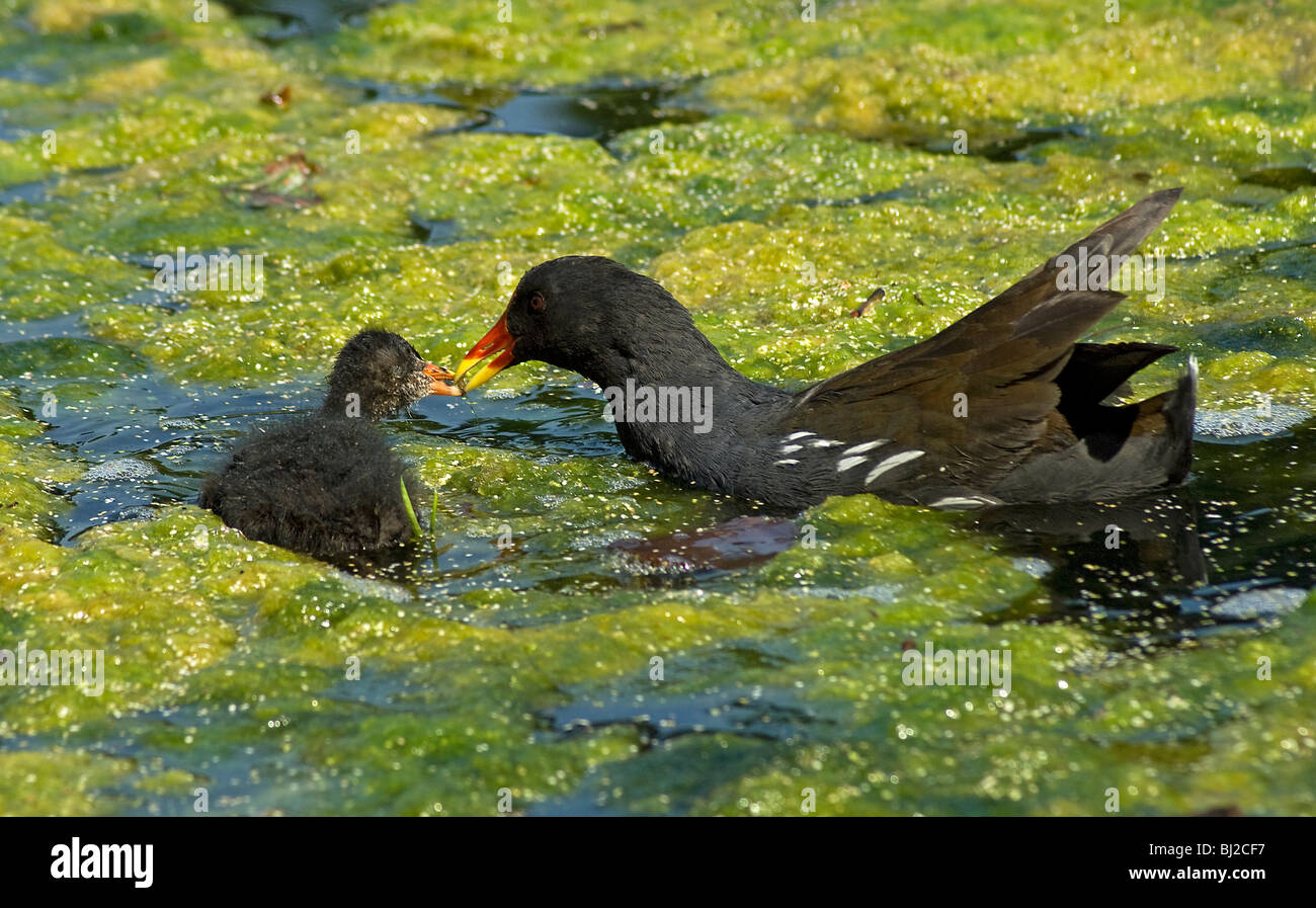 Gallinule poule-d'eau Gallinula chloropus, parent, rss chick parmi les tapis d'algues vertes Banque D'Images