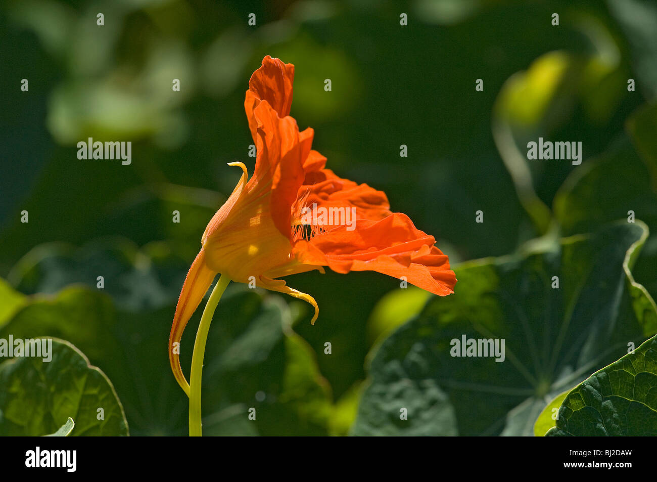 Côté de Nasturtium officinale flower montrant spur Banque D'Images