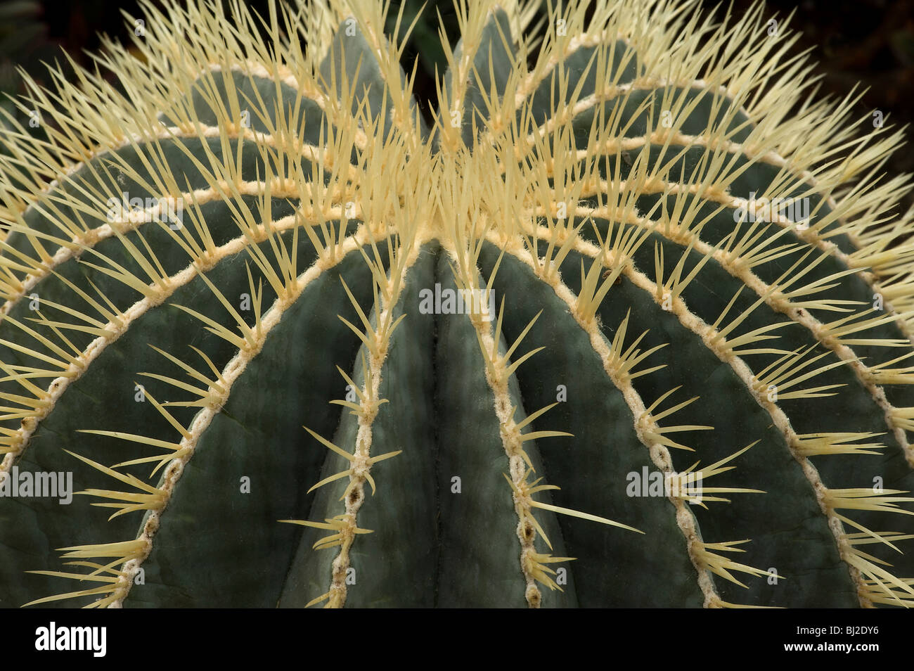 Ferocactus glaucescens d'épines émergeant de ribs N E Mexique Banque D'Images