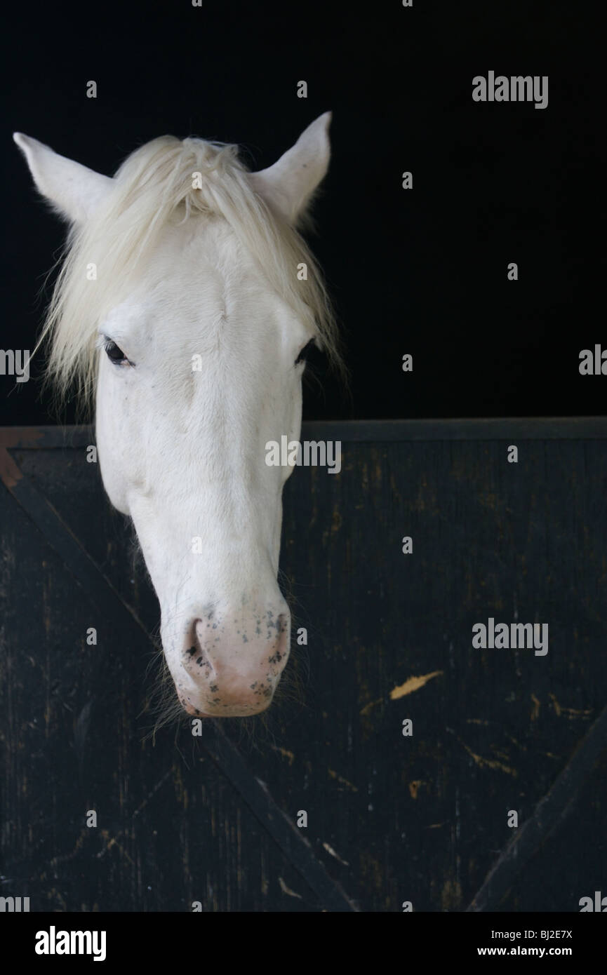 Un cheval de ses pairs stable à un Escaramuza à Mexico, dimanche, le 10 février 2008. Banque D'Images