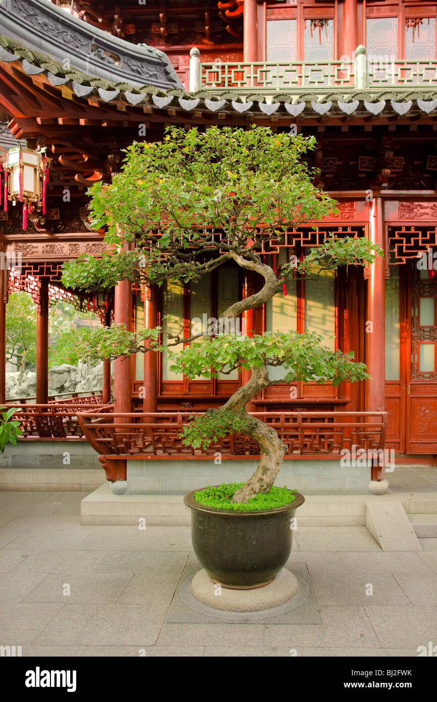 Bonsai à Jardins de Yuyuan, Shanghai, Chine, Asie Banque D'Images