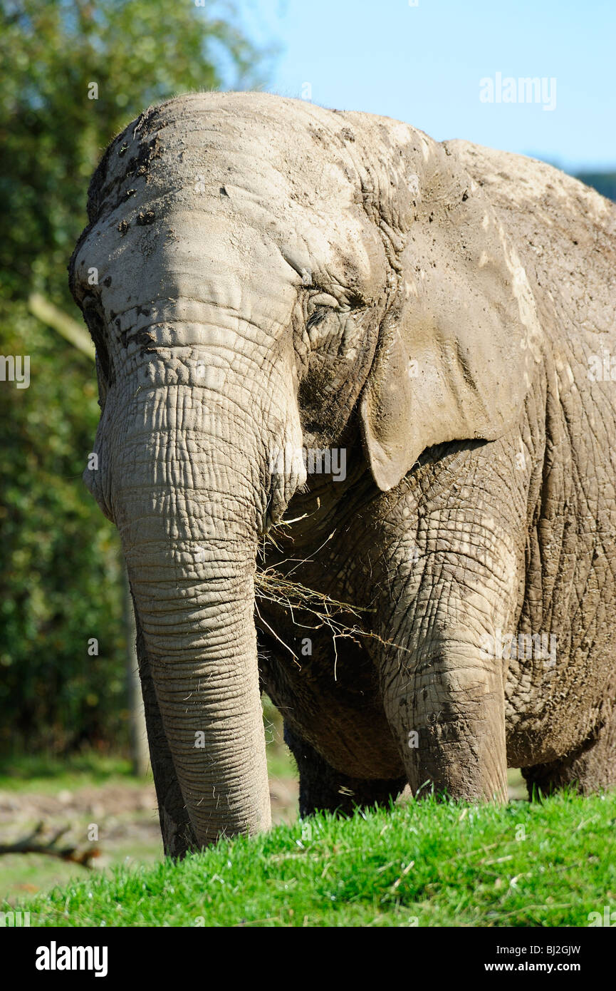 L'éléphant africain, Blair Drummond Safari Park, près de Stirling, Ecosse Banque D'Images