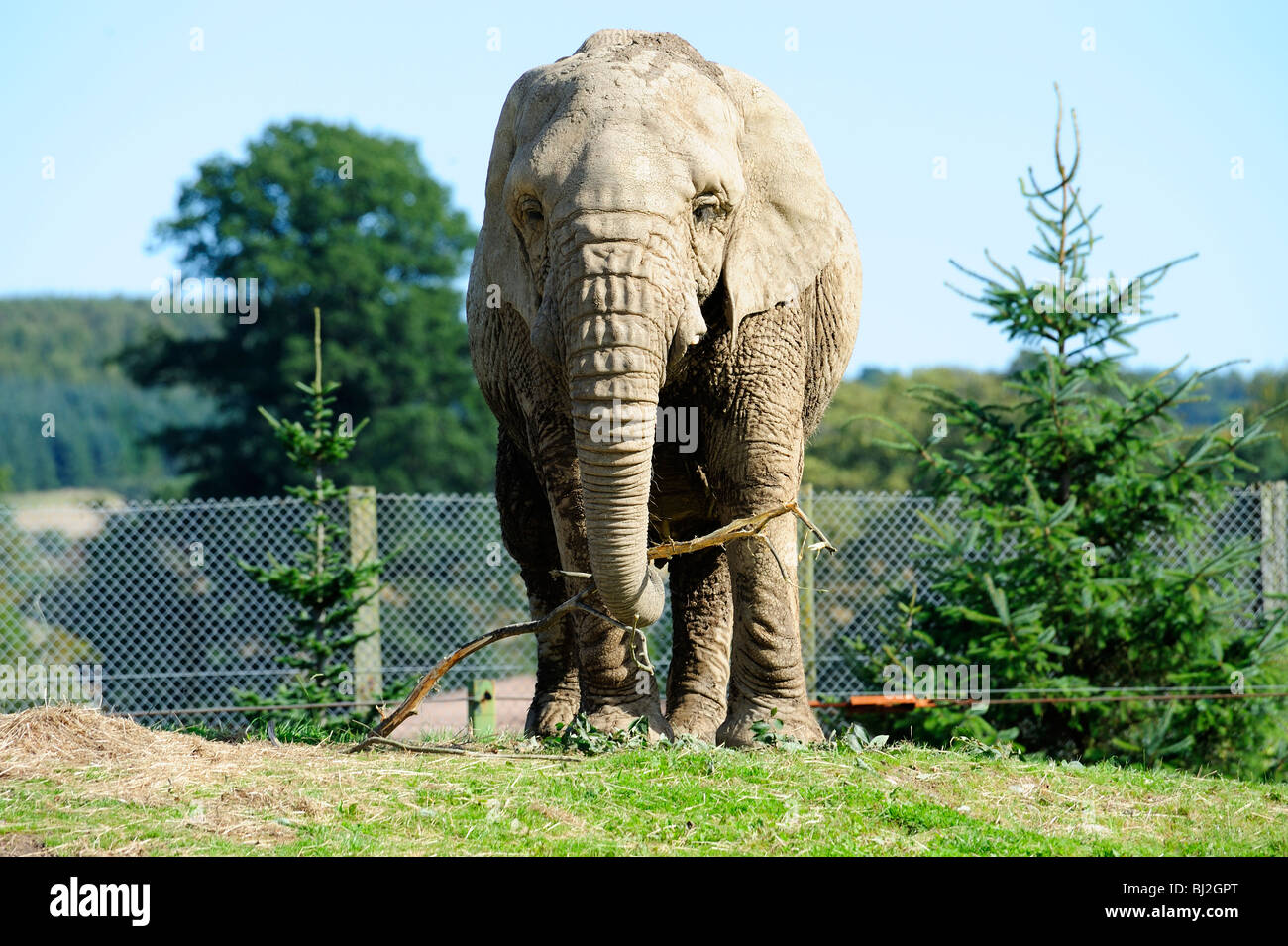 L'éléphant africain, Blair Drummond Safari Park, près de Stirling, Ecosse Banque D'Images