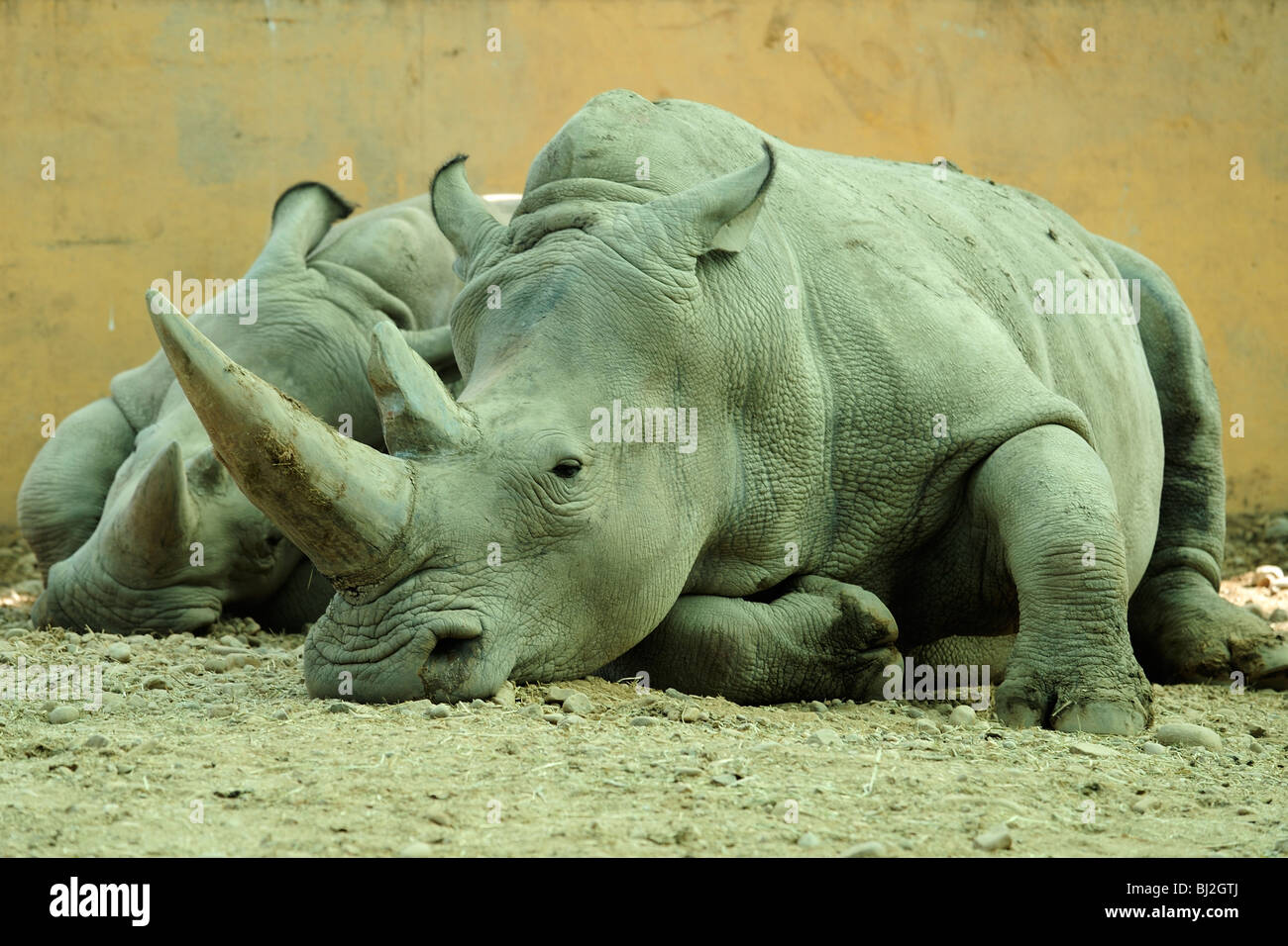 Paire de rhinocéros blanc du sud, Blair Drummond Safari Park, près de Stirling, Ecosse Banque D'Images