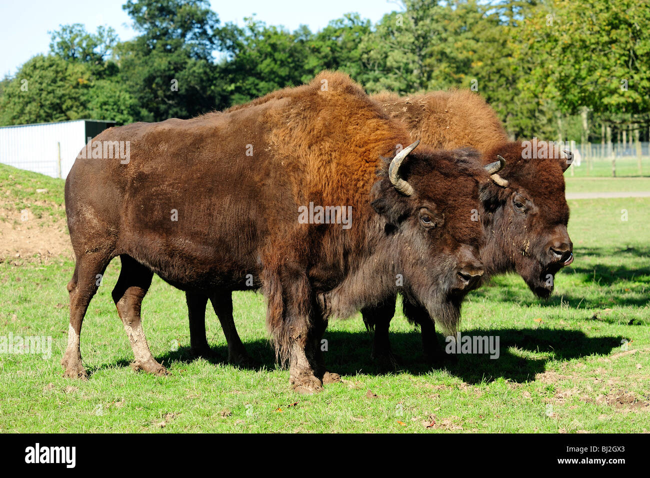 Bison d'Amérique, Blair Drummond Safari Park, près de Stirling, Ecosse Banque D'Images