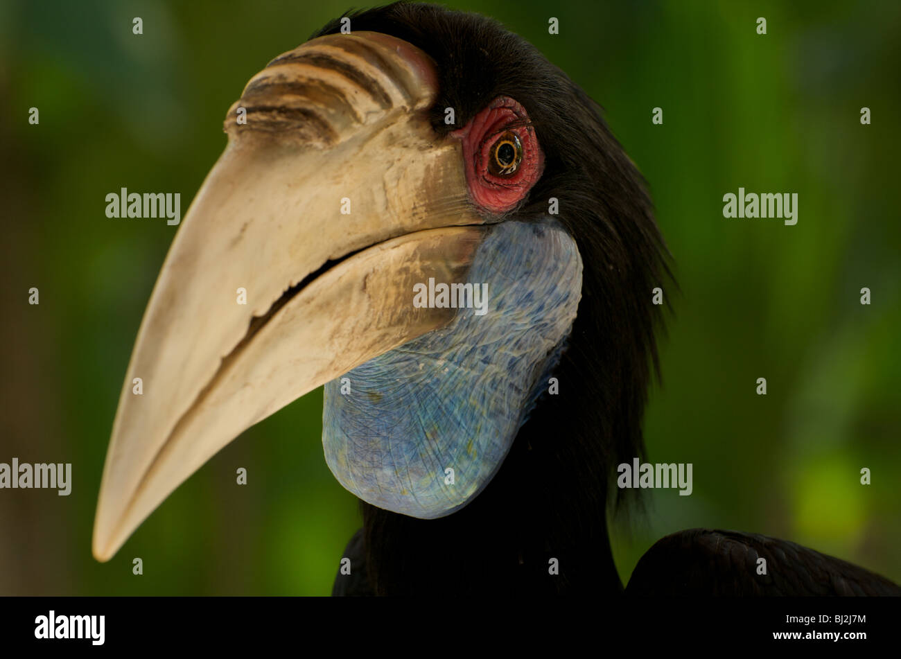 Hornbill. Un tir d'un calao de prises dans un birdpark à Bali, Indonésie. Banque D'Images