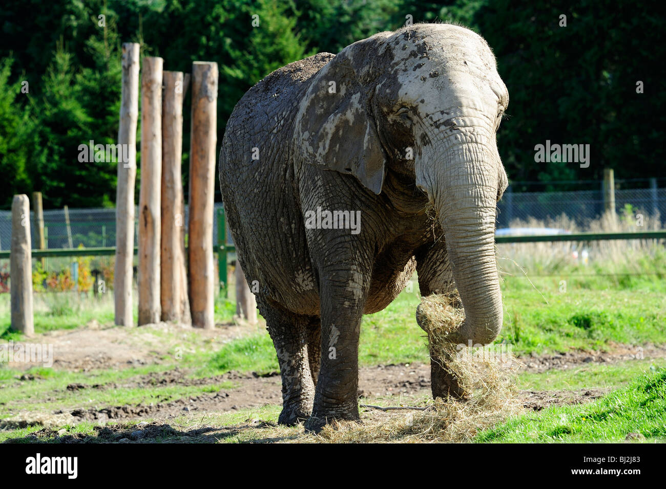 L'éléphant africain, Blair Drummond Safari Park, près de Stirling, Ecosse Banque D'Images