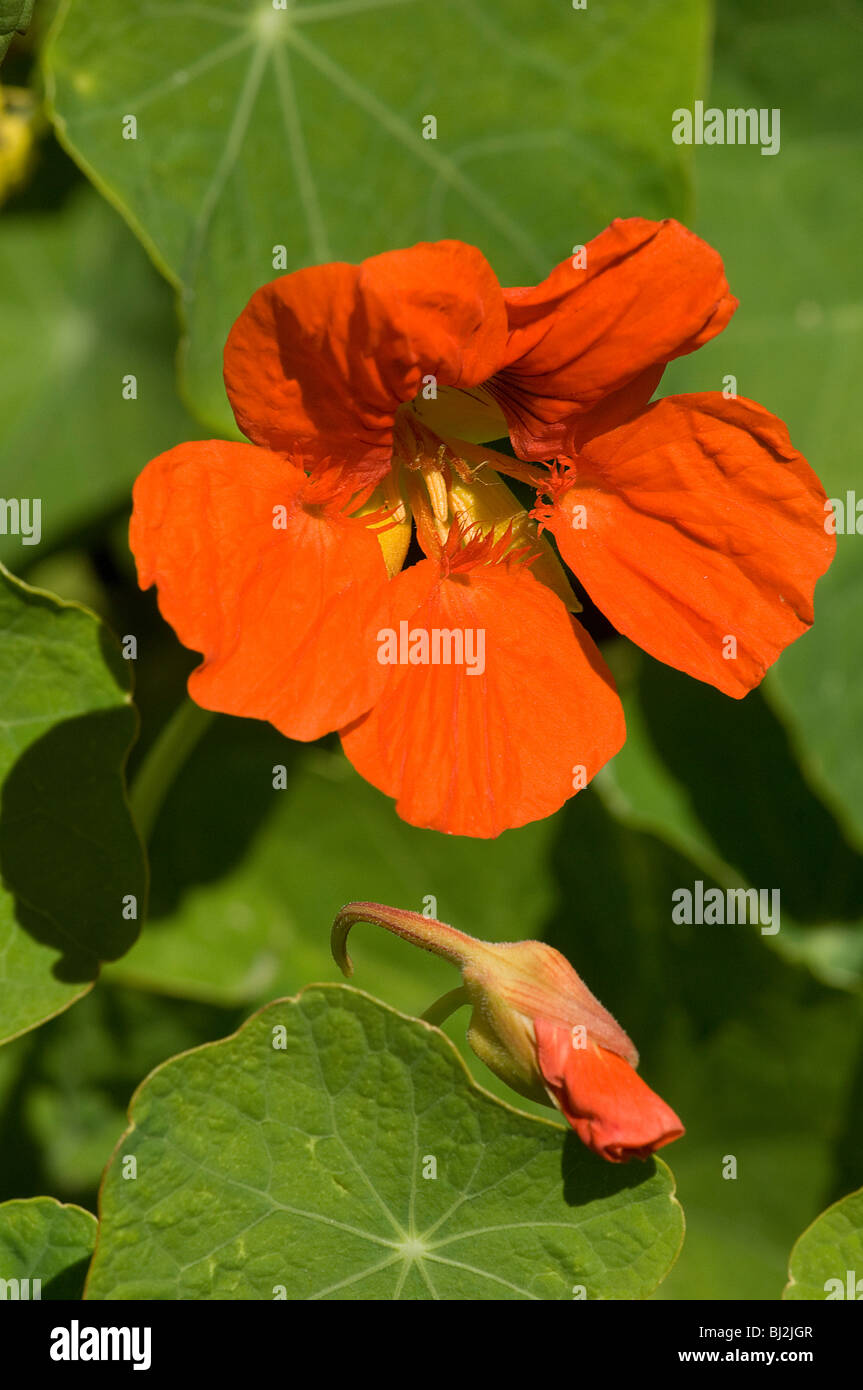 Nasturtium officinale fleur et bud Banque D'Images