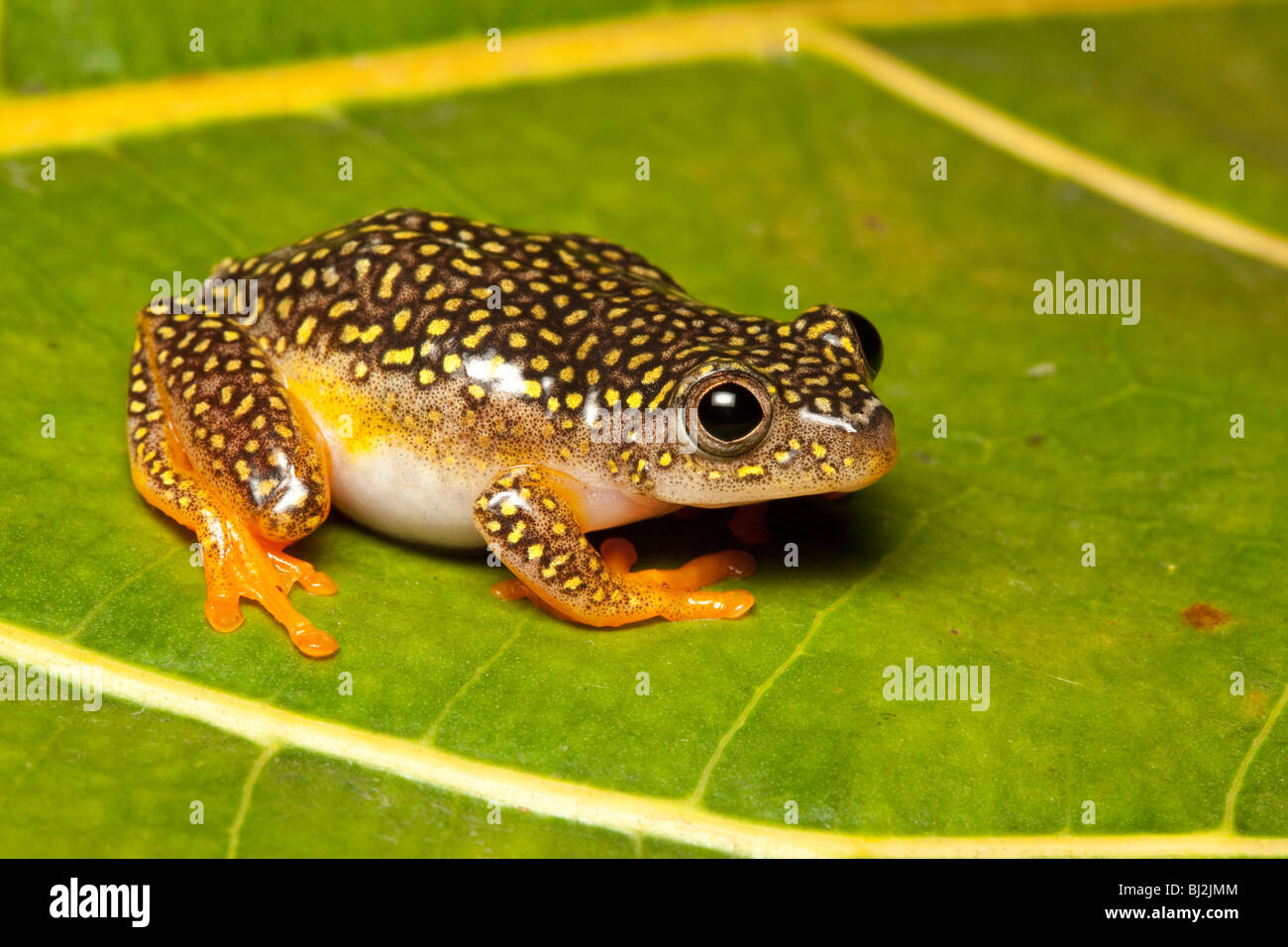 White-spotted frog reed, Heterixalus alboguttatus, femme, Madagascar Banque D'Images