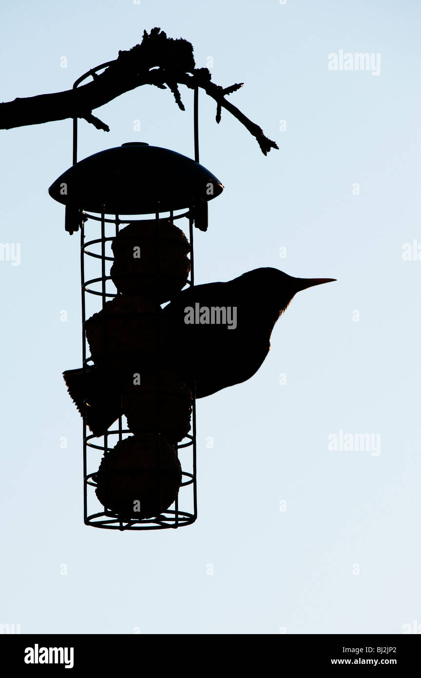 Sturnus vulgaris. Silhouette de Starling sur une graisse de billes chargeur d'suspendue à un arbre dans un jardin Banque D'Images