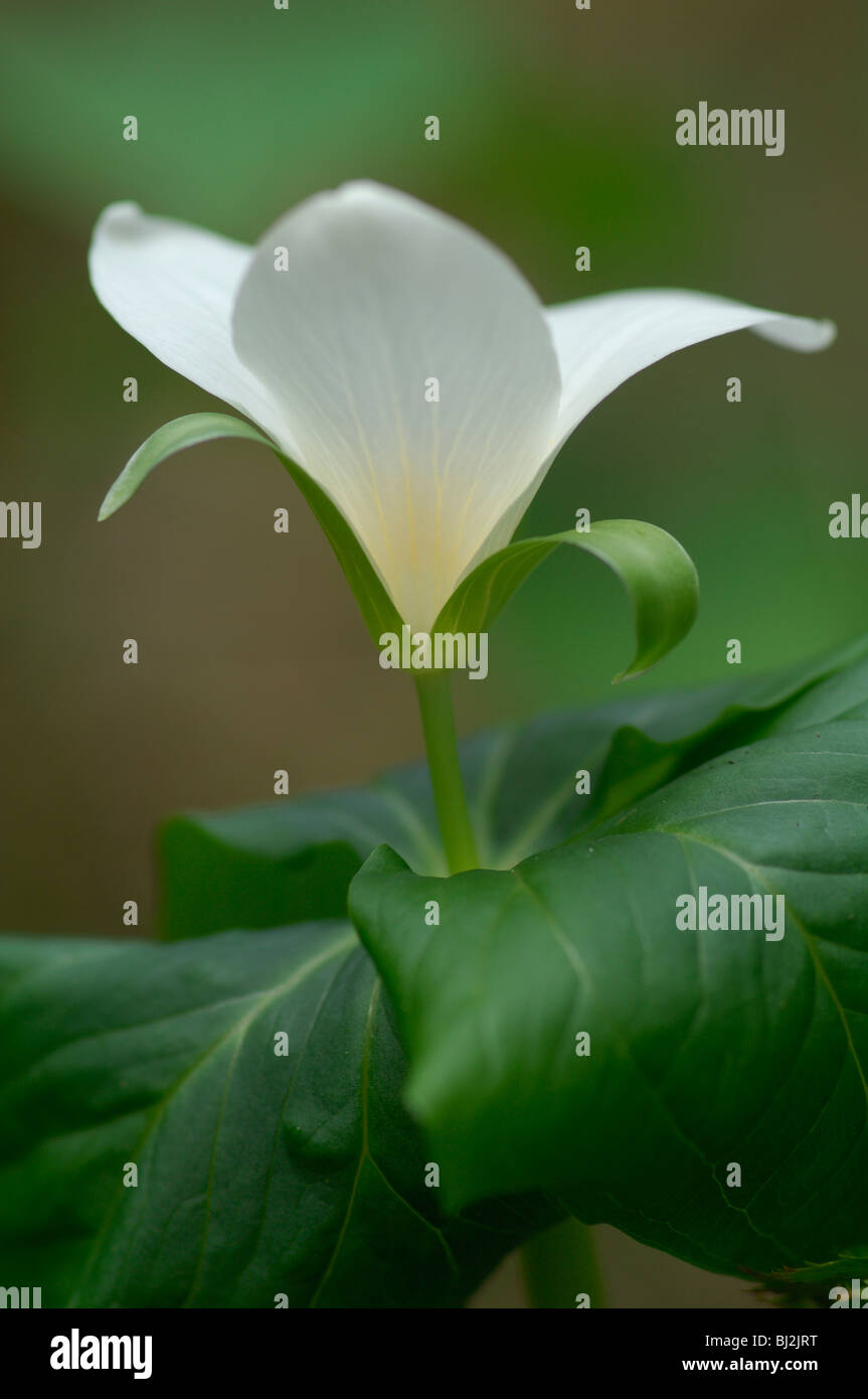 Fleur de trille de l'Ouest (Trillium ovatum) Banque D'Images