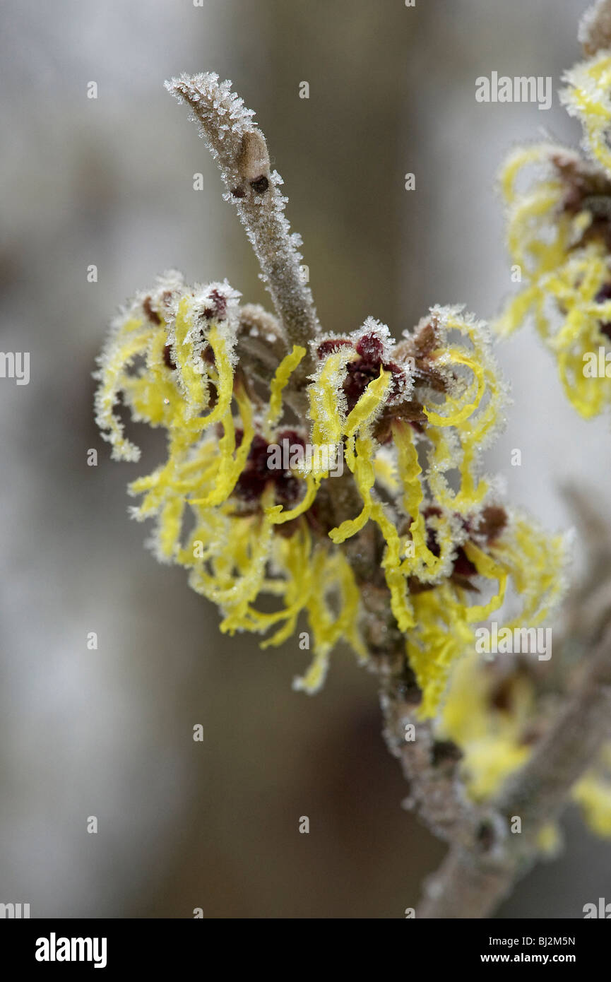 Frost couverts l'hamamélis, Hamamelis mollis, fleurs en hiver Banque D'Images