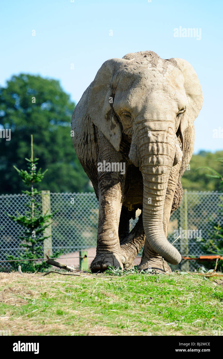 L'éléphant africain, Blair Drummond Safari Park, près de Stirling, Ecosse Banque D'Images