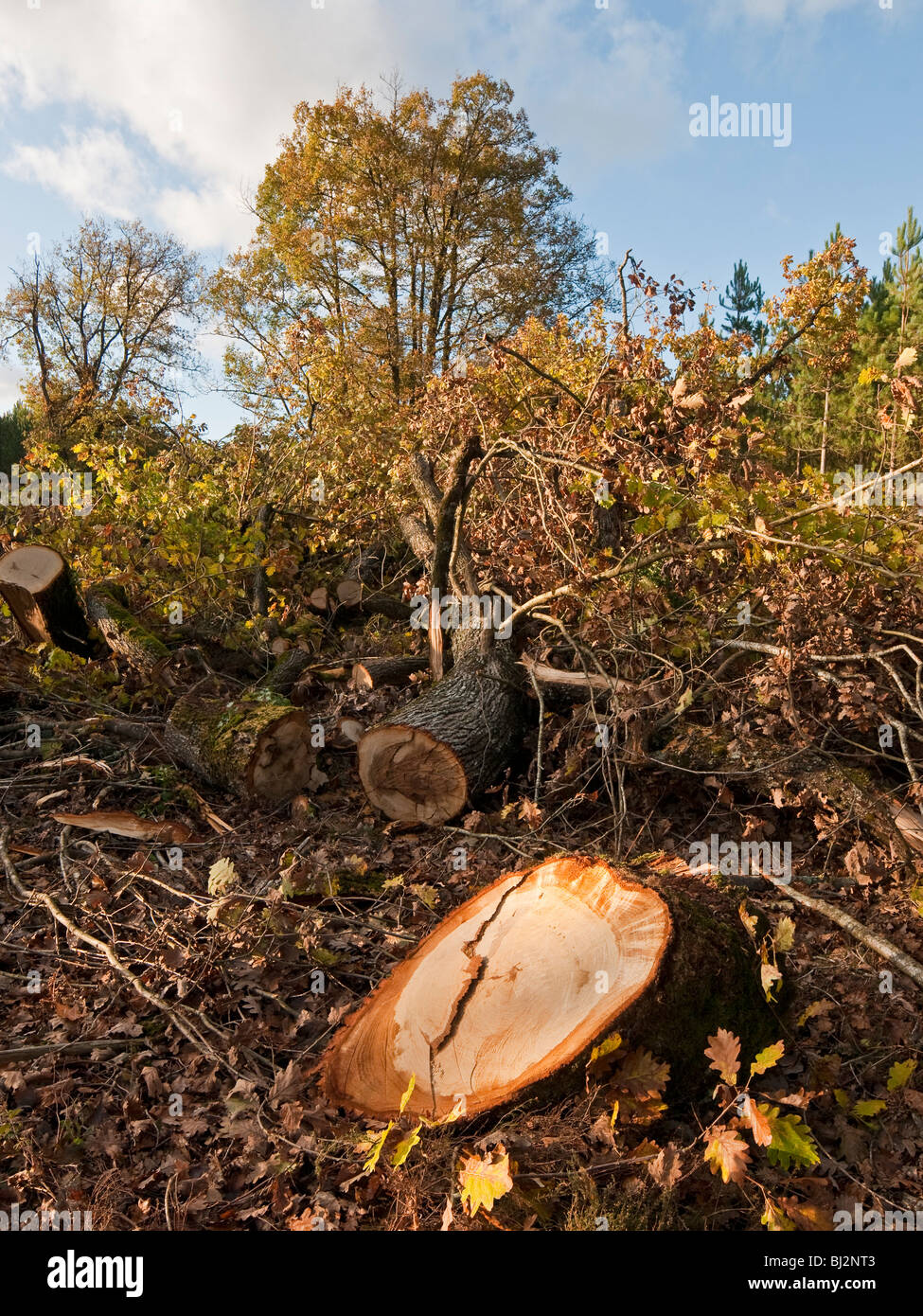 Abat le chêne pédonculé (Quercus robur) tronc d'arbre - sud Touraine, France. Banque D'Images