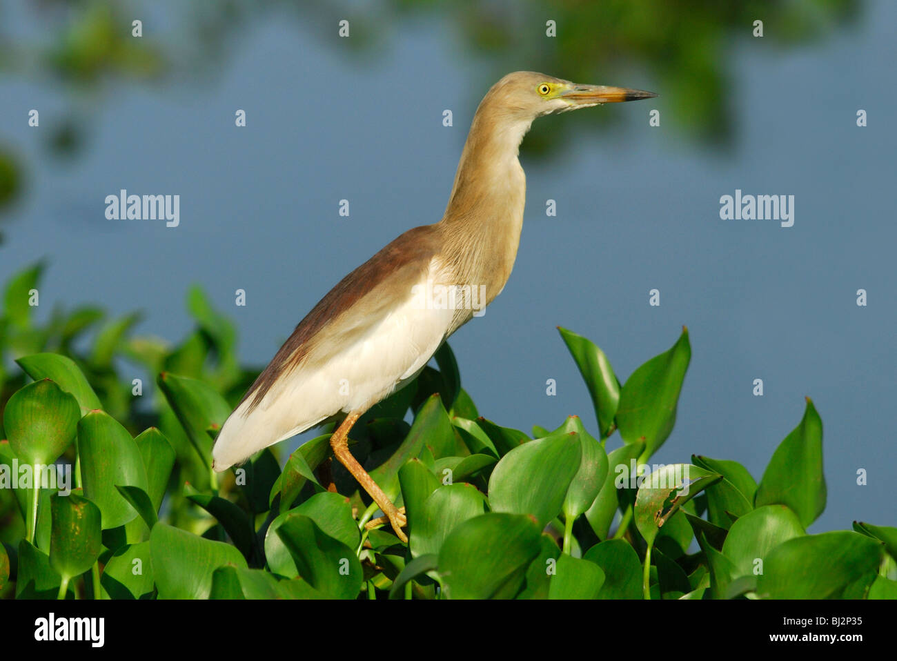 Indian Pond Heron (Ardeola grayii) en plumage nuptial sur le bord du Lac Vembanad, Kerala, Inde du Sud. Avril 2007. Banque D'Images