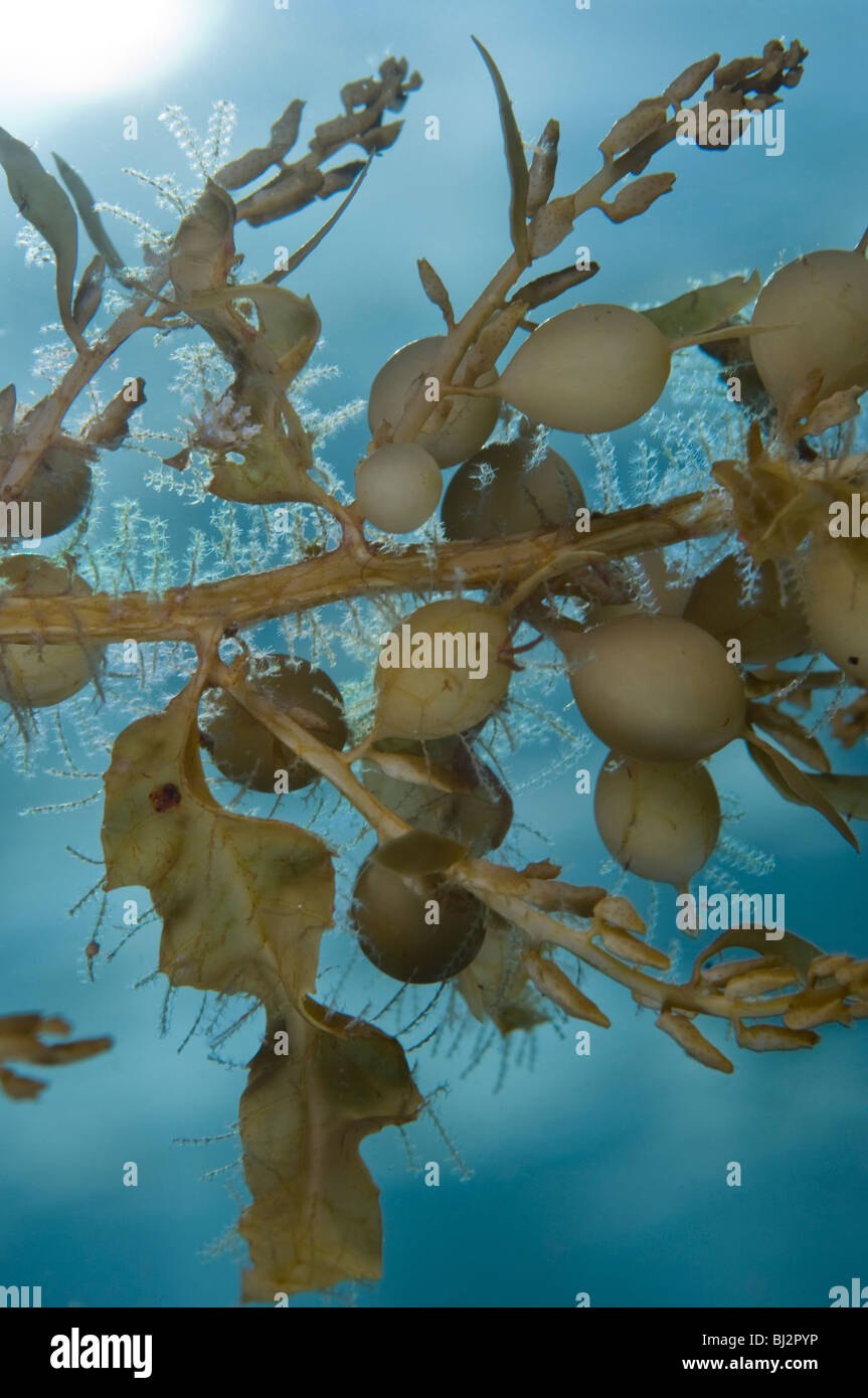 Détail d'algues, Wool Bay, Australie du Sud. Banque D'Images