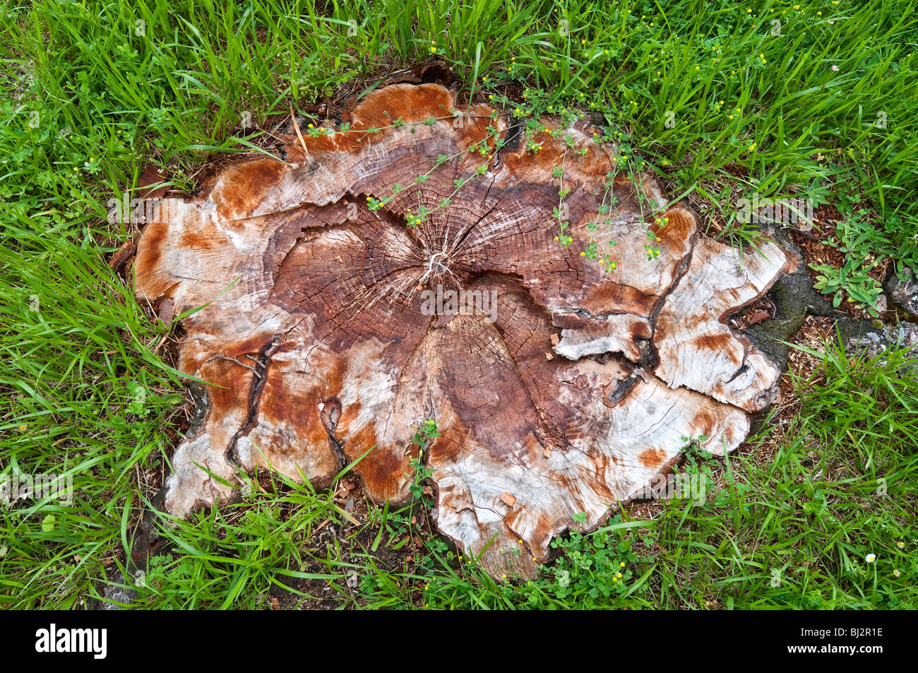 Vestiges de souche d'arbre au niveau du sol - France. Banque D'Images
