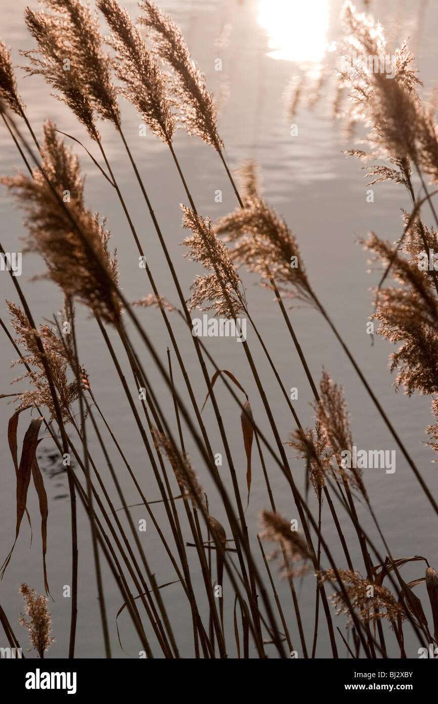 Eau soleil roseaux Banque D'Images