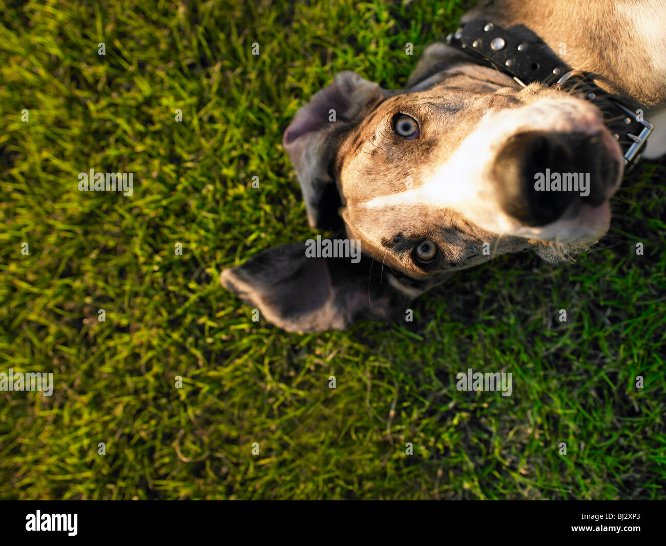 Chien sur l’herbe Banque D'Images