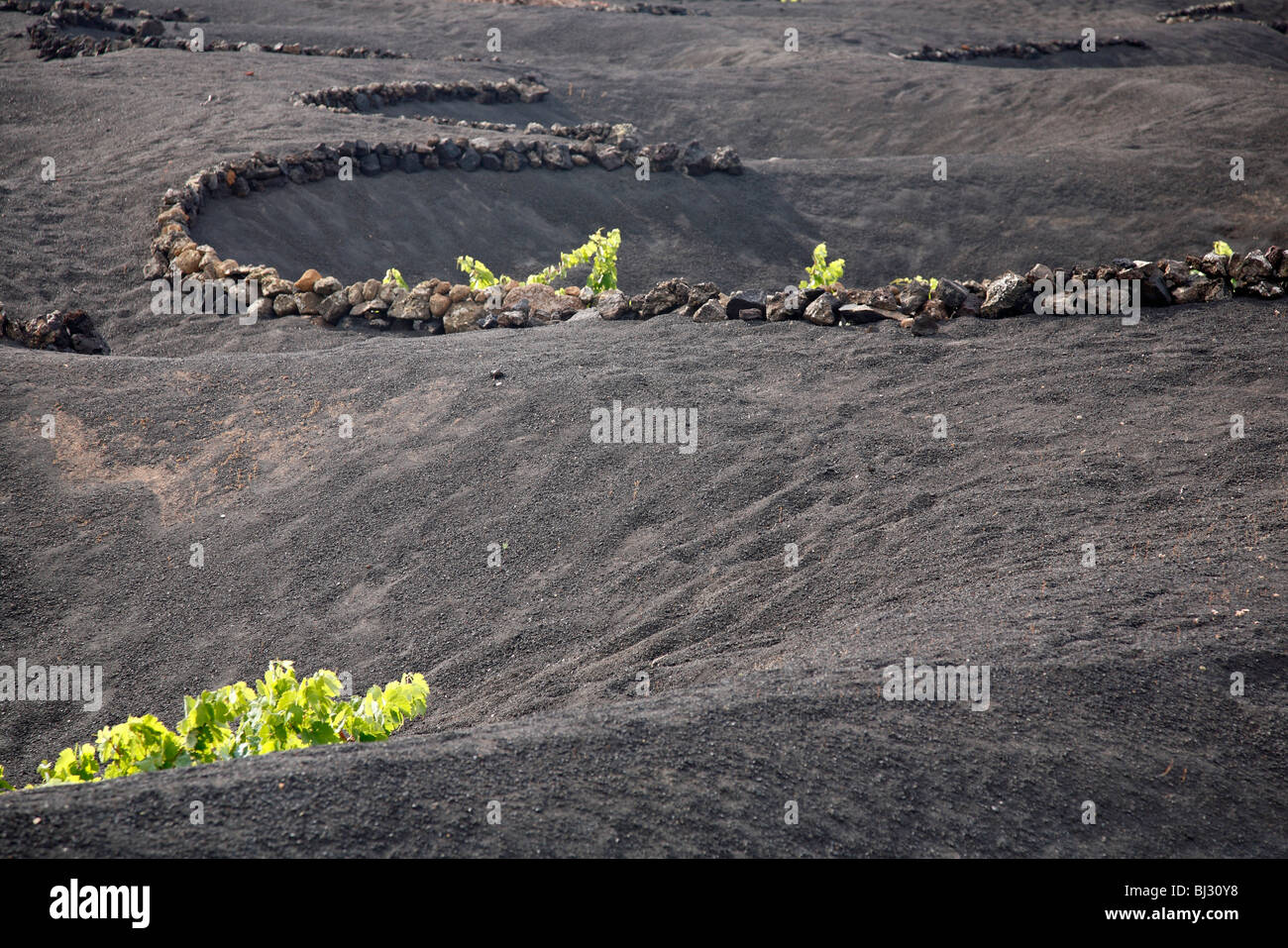 Vignobles et de cratères dans le sol volcanique creusé pour protéger les vignes contre le vent dans La Geria, Lanzarote, îles Canaries, Espagne Banque D'Images