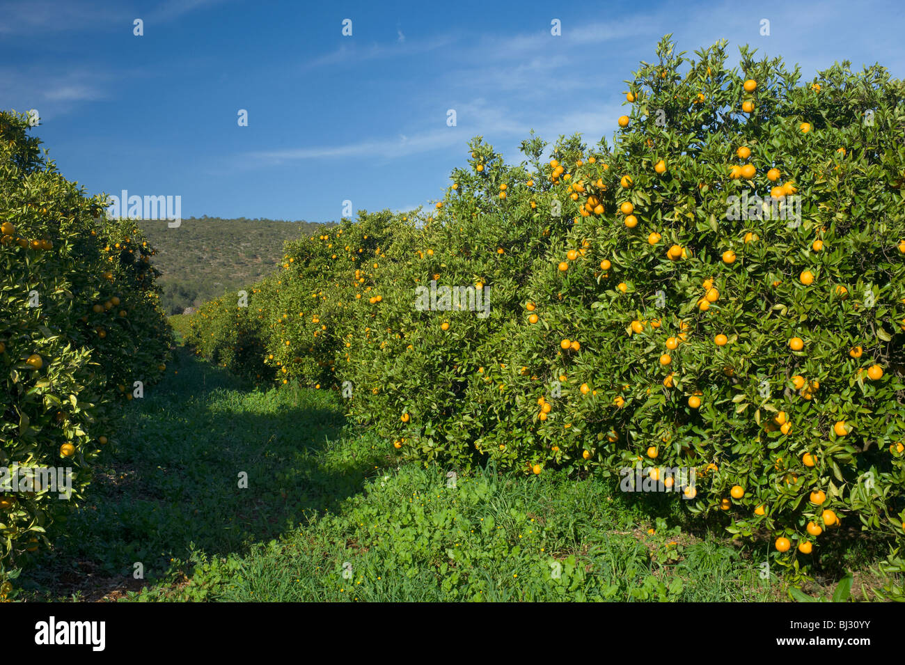 Le Portugal, l'Algarve, un verger d'orange à l'intérieur des terres Banque D'Images