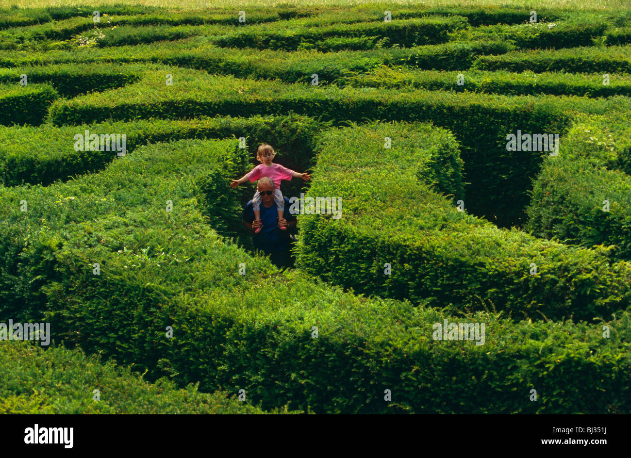 Une jeune fille se déplace sur les épaules de son père alors que leur findthig par le milieu de la couverture de Longleat Labyrinthe. Banque D'Images