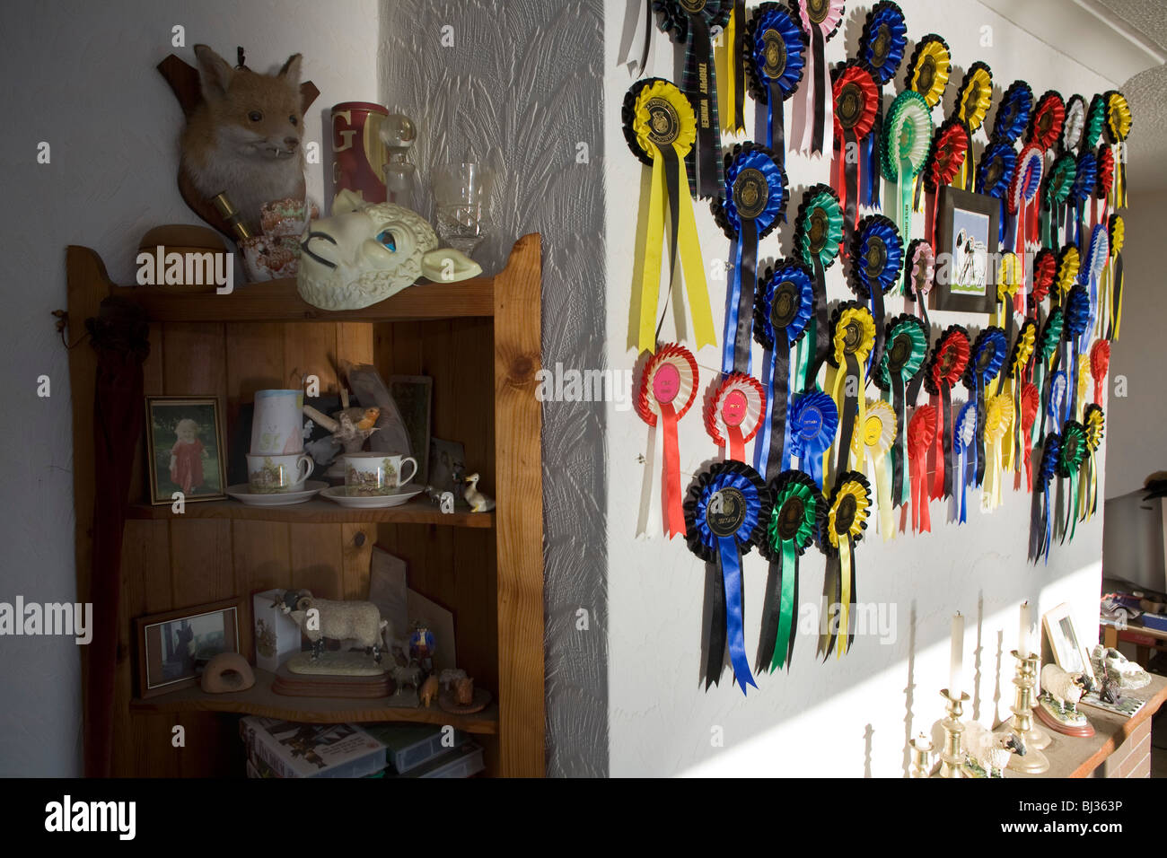 Les rosettes et concours de moutons souvenirs rosette ornent le mur et la cheminée d'un champion éleveur. Banque D'Images