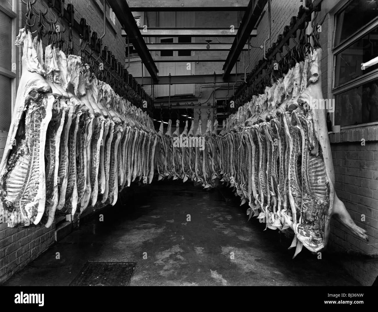 Intérieur d'une usine de la boucherie, Rawmarsh, South Yorkshire, 1955. Artiste : Michael Walters Banque D'Images