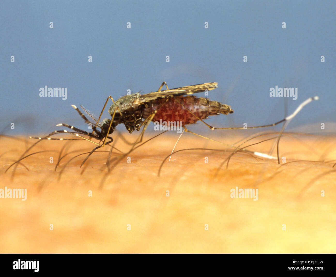 Moustique vecteur du paludisme d'Amérique du Sud (Anopheles albimanus) se nourrissant de bras humain Banque D'Images