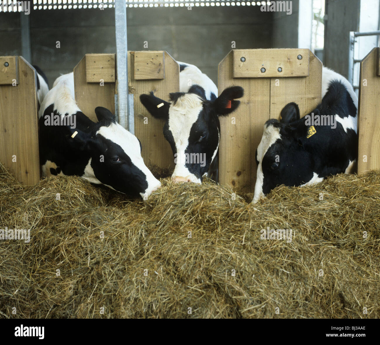 Trois vaches Holstein Friesian dans l'alimentation du bétail moderne Chambre pour l'ensilage au moyen d'un système de base Banque D'Images