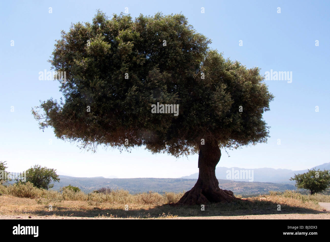 Arbre généalogique Olive près de Vamos, Crète, Grèce, Europe Banque D'Images